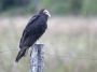 Day04 - 04 * Lesser Yellow-headed Vulture